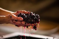 France's wine harvest heads for one of its smallest in 30 years