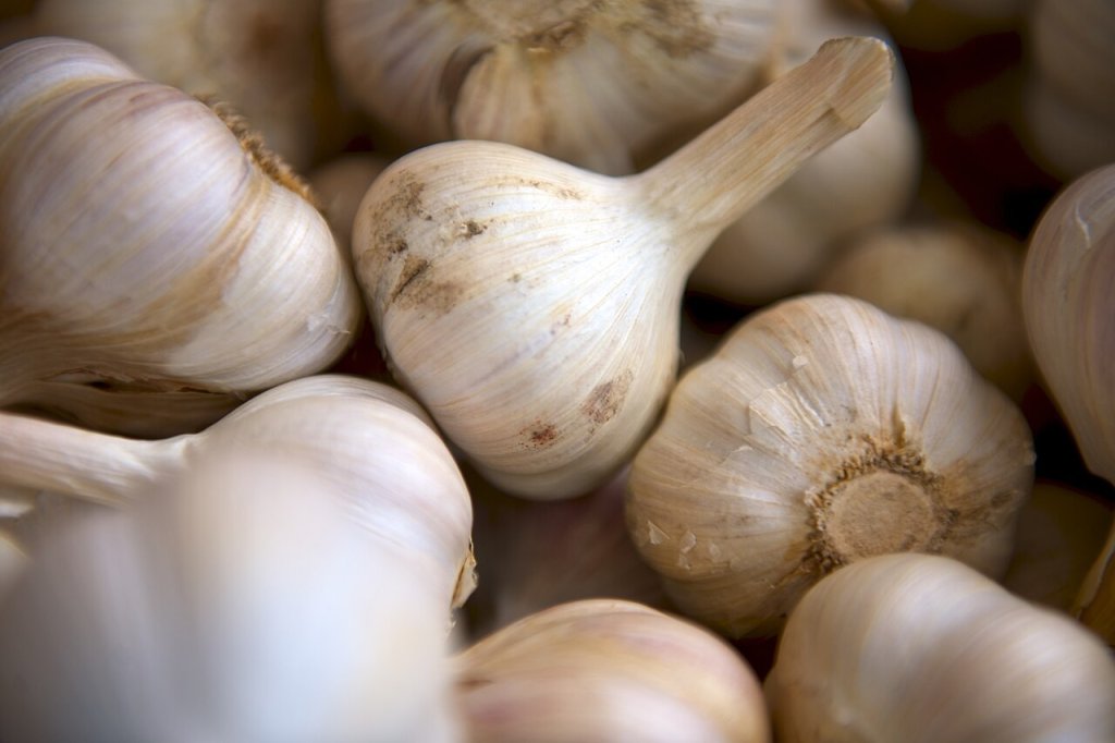 Garlic nutrition facts and precautions