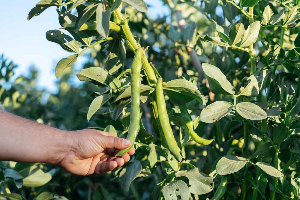 How to grow broad beans in the garden and in pots