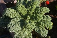 How to grow kale in the garden and in pots