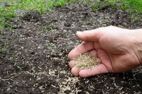 How to sow a lawn from seed step by step