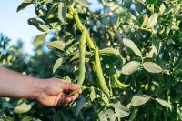Καλλιέργεια κουκιών στον κήπο και στη γλάστρα