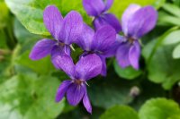 Πώς καλλιεργούμε τον μενεξέ (Viola odorata)