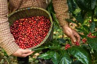 Freshly picked coffee cherries in a basket The coffee farm I tried to escape became my career