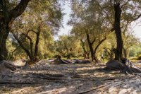 The Lianolia of Corfu and its characteristics The Lianolia of Corfu and its characteristics