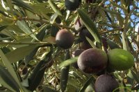 Manaki olives on the tree The Manaki or Kothreiki olive and its characteristics