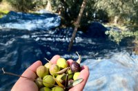 Πότε μαζεύουμε τις ελιές μετά από βροχή