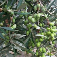 Green Megaritiki olives on the tree The Megaritiki olive and its characteristics