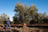 Harvesting olives with a long pole Which tools and machines you need for the olive harvest