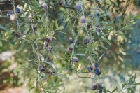 Olives changing colour on the branch How to harvest olives at the right time and in the right way