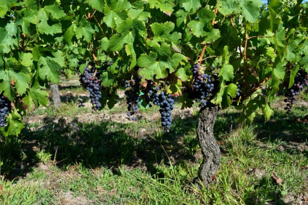 The pitfalls to avoid when you start out in organic winegrowing