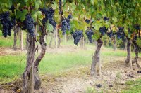 Ψευδόκοκκος αμπελιού και αντιμετώπιση Πώς αναγνωρίζουμε και αντιμετωπίζουμε τον ψευδόκοκκο του αμπελιού