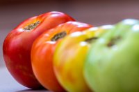 Tomatoes at different stages of ripening How farmers can control ethylene after harvest and keep produce fresh longer