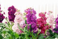 Double stock flowers, Matthiola incana How to grow stock flowers (Matthiola incana)