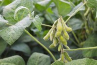 Soybean pods on the plant Why Syria should be growing its own soybeans