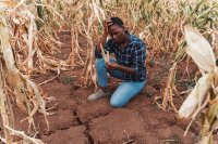 Agricultor en un maizal afectado por la sequía La sequía de El Niño redujo la primera cosecha de maíz y frijol en Centroamérica