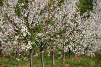 Cherry orchard in full white bloom Rain three times the average fell on the cherry-growing areas of central Chile