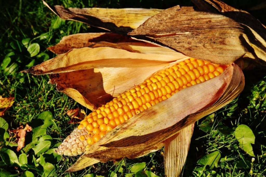 How farmers can choose the right hybrid maize variety