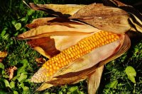 How farmers can choose the right hybrid maize variety