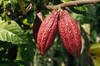 Cocoa gave back more of its rise in one year than in any earlier price spike