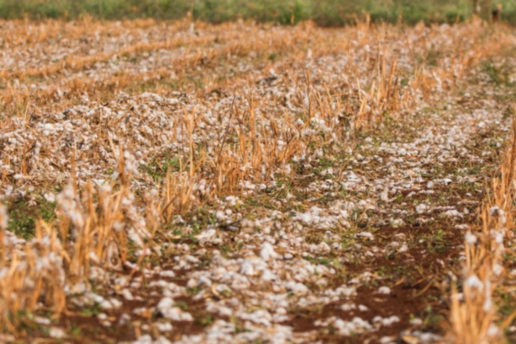 Why ploughing after harvest reduces cotton bollworm and pink bollworm