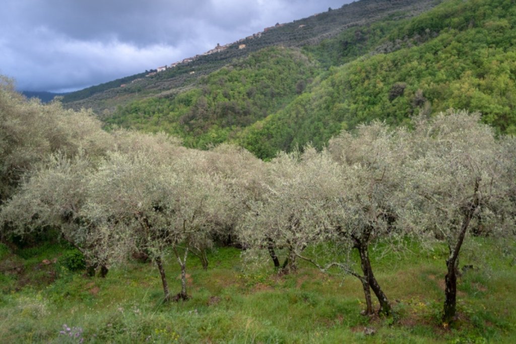 A Creta sono cadute piogge molto abbondanti in ottobre poco prima della raccolta delle olive