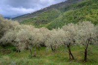 Oliveto in collina sotto un cielo nuvoloso A Creta sono cadute piogge molto abbondanti in ottobre poco prima della raccolta delle olive