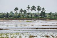 Rice paddies under water with coconut palms behind them A very severe cyclonic storm crossed Andhra Pradesh's rice coast