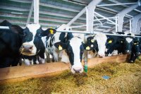 Holstein cows at the feed barrier Is more protein always better for dairy cows?