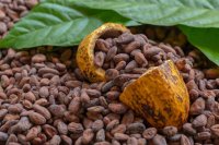 Fèves de cacao séchées et une cabosse de cacao ouverte Les prix du cacao et du café ont augmenté environ une fois sur deux après un fort épisode El Niño