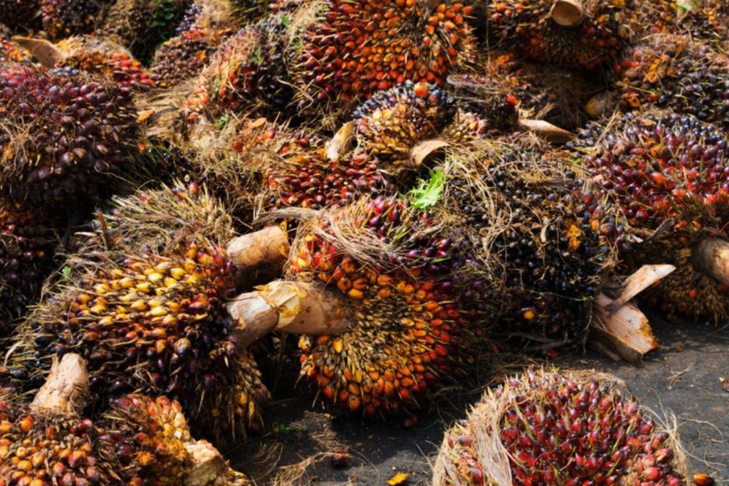 Palm and coconut oil prices rose after six of the last seven strong El Niños