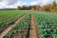 Young winter rapeseed plants in autumn Winter sowing in Europe starts on dry soils in the centre and waterlogged soils in the Baltics