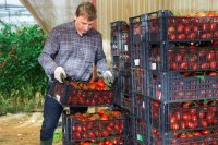 Het Verenigd Koninkrijk betaalt sinds 2021 meer voor Spaanse tomaten dan andere afnemers