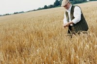 Farmer checking wheat ears in his field What is linked to falling income among 10,234 surveyed farmers