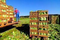 Harvested cabbages in wooden crates in the field Why reducing food waste starts on the farm