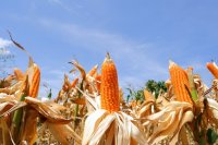 Ripe maize cobs on dry stalks Greece's summer crops closed 2026 at their five-year average