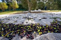 Harvested olives on a net in an olive grove Greece's 2026/27 olive oil crop is estimated at 280,000 to 300,000 tonnes