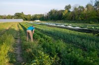 Grower working in vegetable rows What I have learned about making horticulture projects work