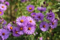 Purple asters in flower How to grow asters in the garden and in pots