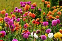 Dahlias in flower in a garden How to grow dahlias in the garden and in pots