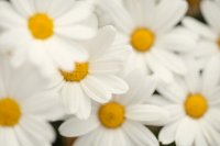 White daisies in flower How to grow daisies in the garden and in pots