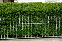 Clipped hedge along a street How to grow privet for hedges and in pots