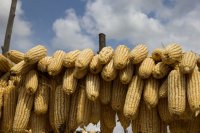 Drought and heat cut western Kenya's maize ahead of a harvest with a wet forecast