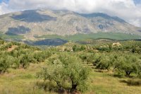 Olivares al pie de una montaña caliza El segundo mayor comprador de aceite de oliva español estudia limitar sus importaciones