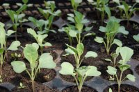 Seedlings in a nursery tray How the nursery stage decides the success of your crop