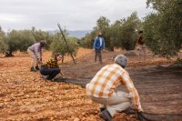 Cosecha de aceituna con redes El precio del aceite de oliva griego suele seguir al español en un plazo de tres semanas