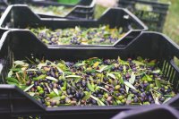 Cassette di olive appena raccolte Le scorte spagnole di olio di oliva chiudono il 2025/26 a 356.914 tonnellate mentre le organizzazioni agricole chiedono il ritiro di olio dal mercato
