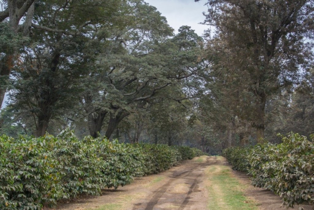 How smallholder farmers can design an agroforestry system