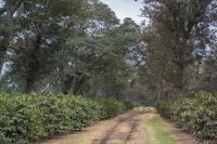Crop rows under tall shade trees How smallholder farmers can design an agroforestry system