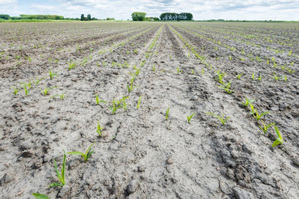 South Africa starts planting maize in dry weather with a dry summer forecast